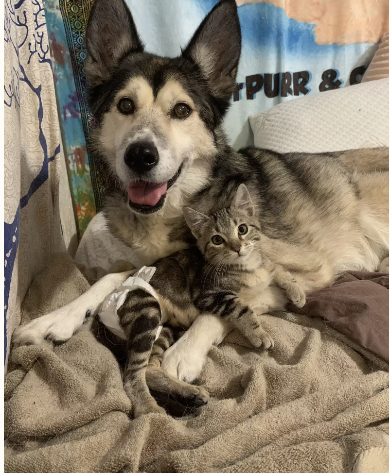 Cat Finds Love at First Sight with Adopted Canine Sibling