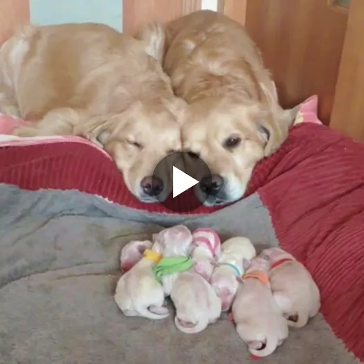 Overflowing with Joy: The Heartwarming Moments of a Couple with Their Newly Born Puppies