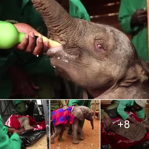 Lost and Found: Rescued Baby Elephant Reunited with Herd After Wandering Adventure