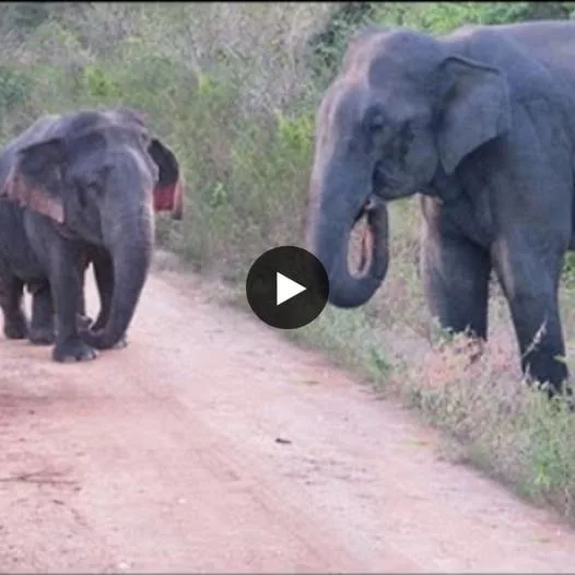 A Glimpse of Wonder: Witnessing a Dwarf Elephant for the First Time