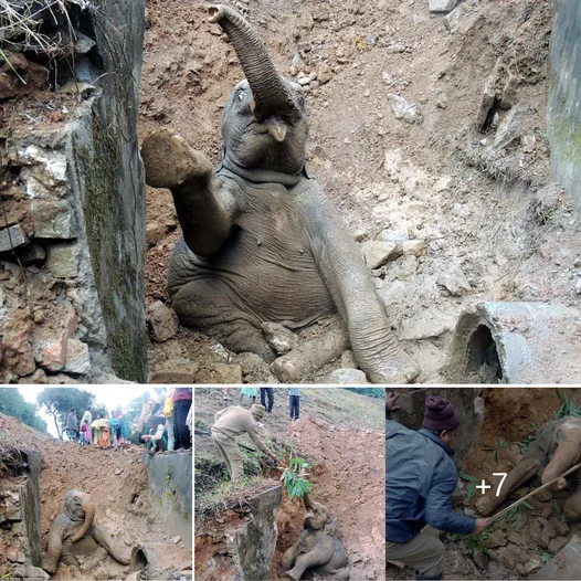 Village Heroes of India Rescue Baby Elephant Trapped in Mud Trench