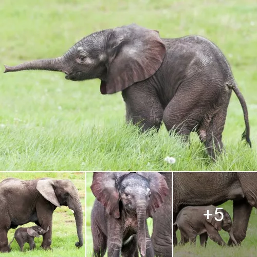 A Remarkable Journey: The First Ever Artificially Inseminated Elephant Calf’s 22-Month Pregnancy