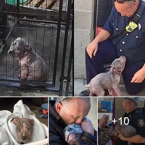 Heartwarming Transformation: From a Melancholic Shelter Pup to Joyous Adoption by a Firefighter