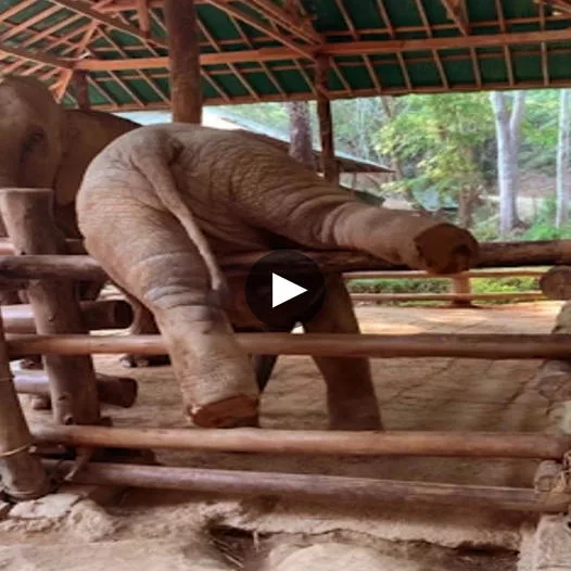 Heartfelt Resilience: Baby Elephant’s Tumble and the Soothing Touch of Mother’s Comfort
