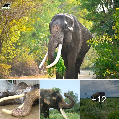Sunlight on Wild SOS: Spotlight on Suraj, Our Elephant of the Month