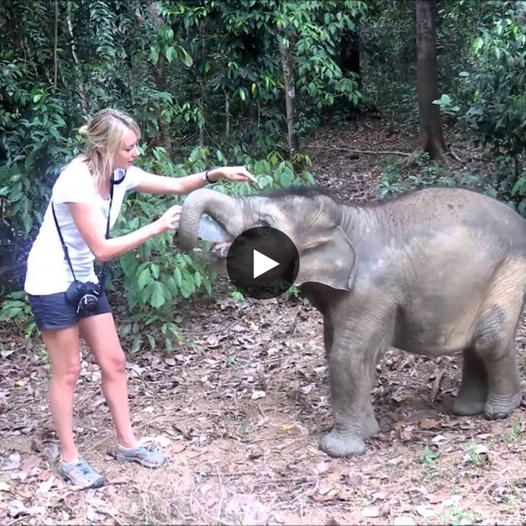 Nourishing Hope: Bona the Starving Baby Elephant’s Journey to Recovery