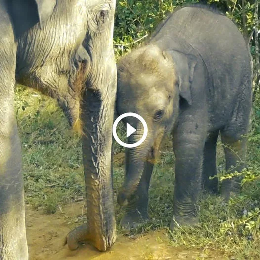 Heartwarming and Hilarious Moment: Adorable Baby Elephant’s Playful Antics