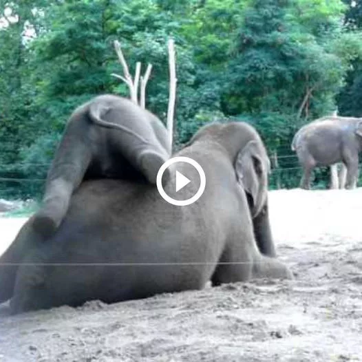 Heartwarming Moment: Playful Baby Elephant Rides on Its Mother
