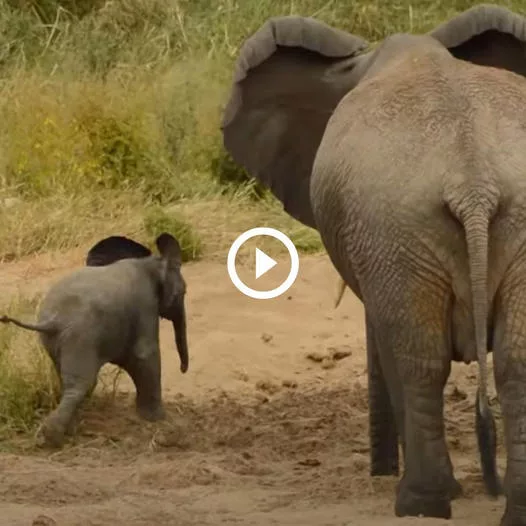 Playful Pranks: Delightful Moments with Adorable Baby Elephants
