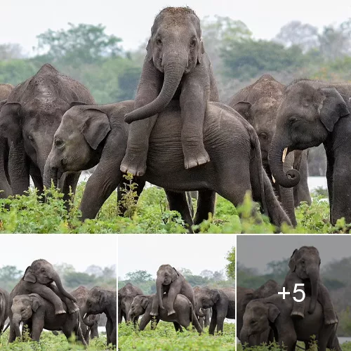 Adorable Playtime Hours: A Delightful Adventure of a Young Elephant’s Jumbo Ride in the US