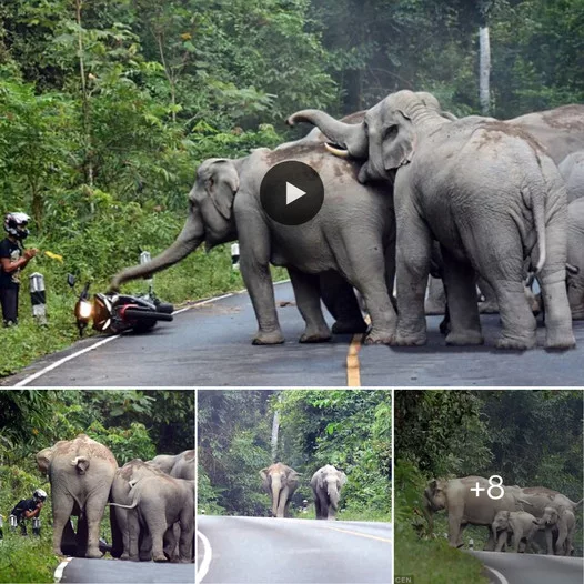 Gentle Giants: Elephants Rise Against Noisy Motorbikes in Thailand’s National Park, Leaving Motorists Astonished