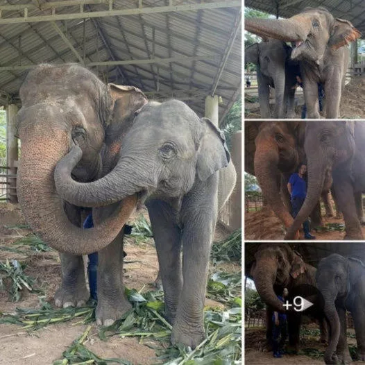 Breaking the Chains: A Touching Tale of Liberation – Baby Elephant Rescued from Circus Captivity
