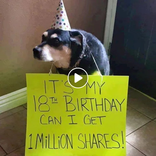 Touching story about a dog’s birthday: Poor dog wants to receive 1 million shares as a gift on his birthday
