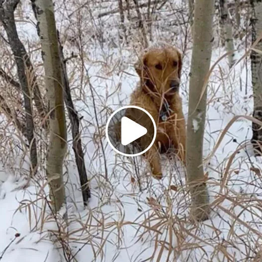 A kind-hearted dog sniffs out someone who needed help in the snow, embodying the unwavering commitment of search and rescue canines.