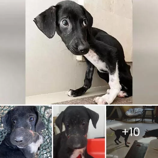 Miracle Puppy Saved from Meat Traders Receives a Third Chance at Life Thanks to Rescuers
