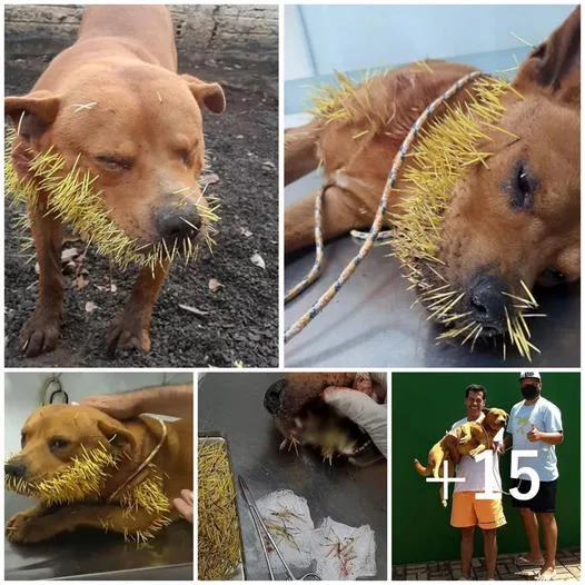 A heart-wrenching scene unfolds: a beloved pet dog cries out in agony, its mouth overwhelmed by a forest of painful thorns.