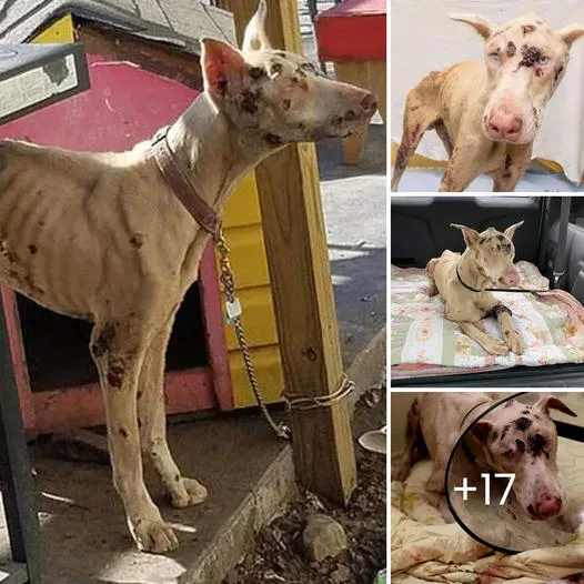 The Heartbreaking Journey of a Two-Year-Old Puppy, Forced to Eat Rocks for Survival, Emerges Victorious Against All Odds Through Resilience and Compassionate Rescue