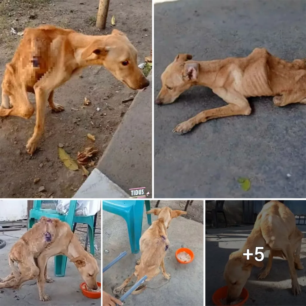 Emotional Rescue: A dog sheds tears of joy after enduring hunger and neglect.