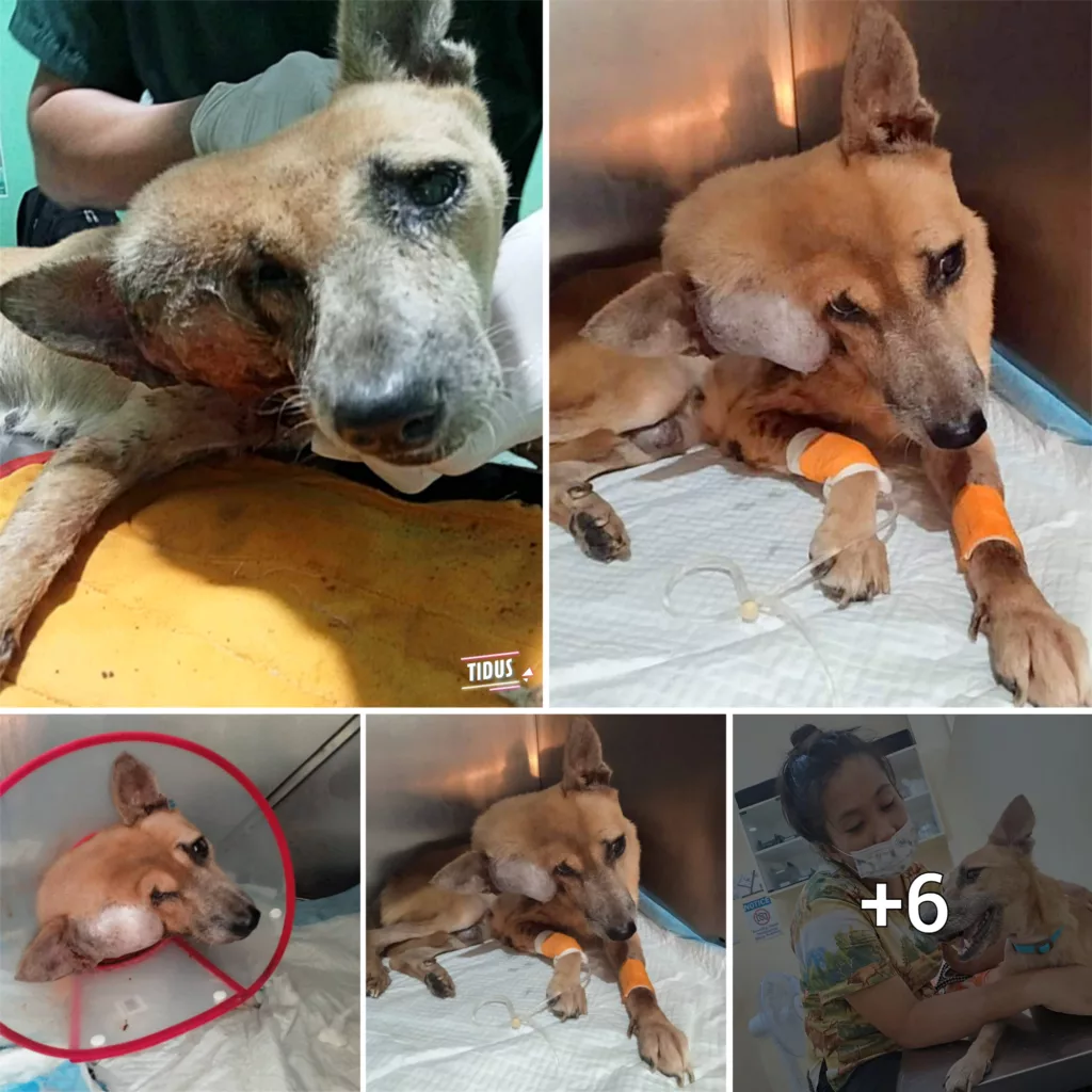 She was dumped with the biggest tumor on her face, suffered long time without any help