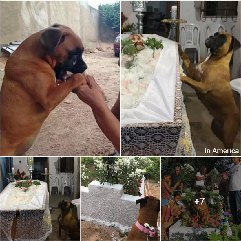 This Dog Cried Like A Human At the Funeral Of Its Owner, Making Many People Cry