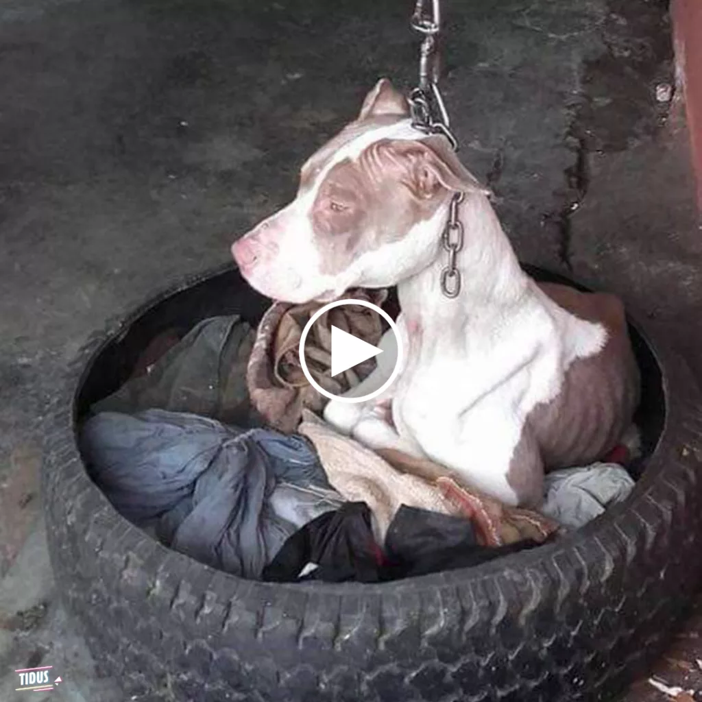 A Dog Chained for Years, Unable to Rest Her Head, Finally Rescued – Witness the Heartwarming Transformation in After Video