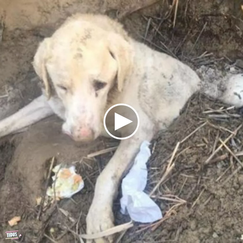 The battle for survival of a puppy, buried alive in a ravine, unfolds in a gripping tale. The resilience and determination of the puppy evoke empathy and admiration.